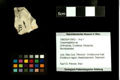 Foto (Objekt + Etiketten) von Cracensigillatus sp. 